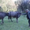 हराउन थाले घुम्ती गोठमा भैँसी पाल्ने चलन