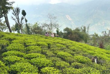 कूटनीति पहलमार्फत चिया निर्यातमा देखएिको अवरोध हटाउन माग