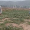 तरबुजा खेतीबाट आत्मनिर्भर बन्दै दङ्गीशरणका युवा