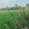तरकारीखेतीबाटै मनग्य आम्दानी गर्दै किसान