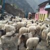 लाग्यो उँभौली, भेडाबाख्रा धपाउँदै लेक चढे गोठालाहरु