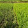 तनहुँमा धानबालीमा मरुवा रोगको समस्या  