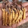 जलवायु परिवर्तनको प्रभावले यार्सागुम्बा उत्पादन घट्दै
