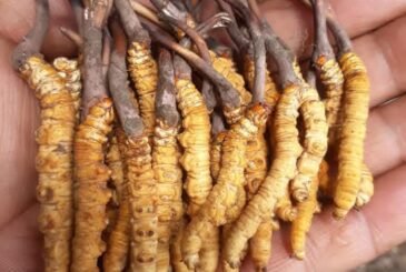 जलवायु परिवर्तनको प्रभावले यार्सागुम्बा उत्पादन घट्दै