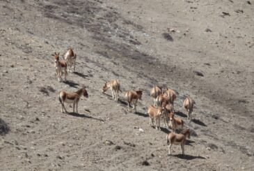 उपल्लो मुस्ताङमा देखिए जङ्गली गधा