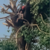 कैलालीमा रूखमा अड्किएका व्यक्तिको उद्धार