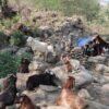 धौलागिरिका घुम्ती गोठ सङ्कटमा