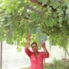 जलजलाको लुप्राङमा अङ्गुरखेती