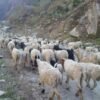 भिरमा अल्झिएको भे‌डागोठालाको जीवन