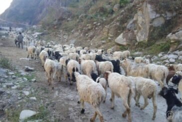 भिरमा अल्झिएको भे‌डागोठालाको जीवन