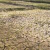 खडेरीले धानखेत सुक्न थालेपछि  चिन्तामा कैलालीका किसान