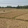 बाँकेमा खेतका फाँट धुलाम्मे