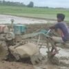 धान रोपाइँमा हराए गोरु र राँगा, बढ्यो ट्याक्टर र पावर टिलरको प्रयोग