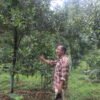 व्यावसायिक कृषि पेसाबाट मनग्ये आम्दानी