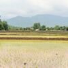 नवलपरासीमा हालसम्म ८० प्रतिशत धान रोपाइँ सम्पन्न