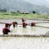 गुञ्जिन छाडे ‘असारे भाका’