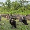 गिद्ध संरक्षणसँगै पर्यटकीय र अध्ययन केन्द्रका रूपमा विकसित हुँदै जटायु रेष्टुरेन्ट