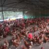 गाउँ फर्किएर दाजुभाइले सुरु गरेको कुखुरापालन…