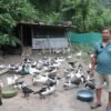 सहरबाट गाउँ फर्किएर हाँसपालन रमाएका चिरञ्जीवी