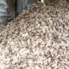 इलाममा अदुवाको आकर्षक मूल्य, खेती विस्तार गर्दै किसान