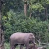 सौराहाको मध्यवर्ती क्षेत्रमा नयाँ जङ्गली हात्ती