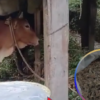 गोठमा लुकाएर राखेको ६६० किलो गाँजासहित दुई जना पक्राउ