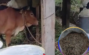 गोठमा लुकाएर राखेको ६६० किलो गाँजासहित दुई जना पक्राउ