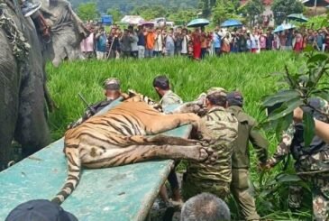 चितवनमा बस्तीमा पसेको बाघ नियन्त्रणमा