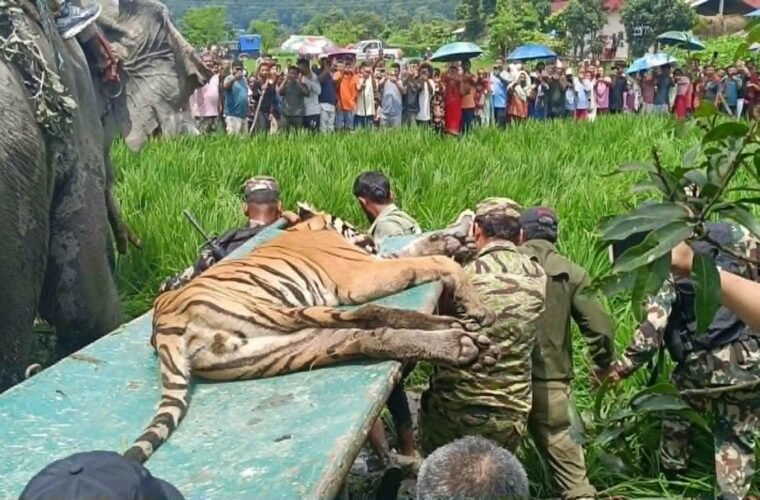 चितवनमा बस्तीमा पसेको बाघ नियन्त्रणमा