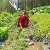 अन्नबालीमा वन्यजन्तुको आतङ्क, टिमुरमा किसानको भरोसा