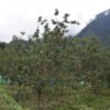 बगैँचामा स्याउ लटरम्म, किसानलाई बजारको चिन्ता