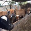 दूध उत्पादन बढाउन अनुदान