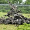 गिद्ध संरक्षणमा ऐतिहासिक सफलता
