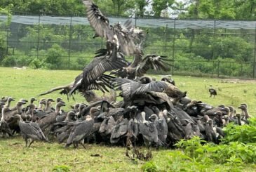 गिद्ध संरक्षणमा ऐतिहासिक सफलता