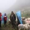 विदेशबाट फर्किएका युवा भेडापालनमा