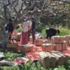 मार्फामा स्याउ टिप्ने र खाने उत्सवमा पर्यटकको घुइँचो