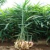 हतुवागढी खैराङमा अदुवा खेती विस्तार