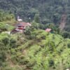 ‘हामीलाई पाल्ने र बचाउने नै अलैँची हो’
