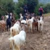 यातायातको पहुँचसँगै काठमाडौँ पुग्न थाले भोजपुरका ‘खसीबोका’