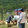 सानोदुम्मामा विशेषज्ञसहितको पशु स्वास्थ्य शिविर सञ्चालन