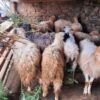 भेडापालनका लागि स्थानीयलाई अनुदान
