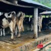 अनुदानले व्यावसायिक पशुपालनमा वृद्धि