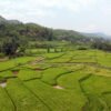 तनहुँमा तरकारी र धान खेतीको क्षेत्रफल विस्तार