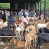धरानमा दसैँमा २६ करोड बढीको खसीबोका कारोबार