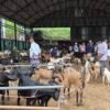 चाडपर्व नजिकिएसँगै धरानमा खसीबोकाको कारोबार बढ्यो