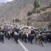 हिउँ छिचोल्दै एक हजार भेडाच्याङ्ग्रा मुस्ताङ आइपुगे