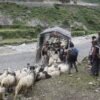 भेडाच्याङ्ग्राको व्यापारले खोस्यो साइपालका व्यापारीको दसैँ–तिहार