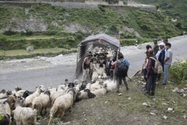भेडाच्याङ्ग्राको व्यापारले खोस्यो साइपालका व्यापारीको दसैँ–तिहार