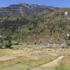 दसैँको चहलपहल बढे पनि बाजुराका किसान धान भित्र्याउन व्यस्त
