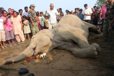 जङ्गली हात्ती मृत फेला